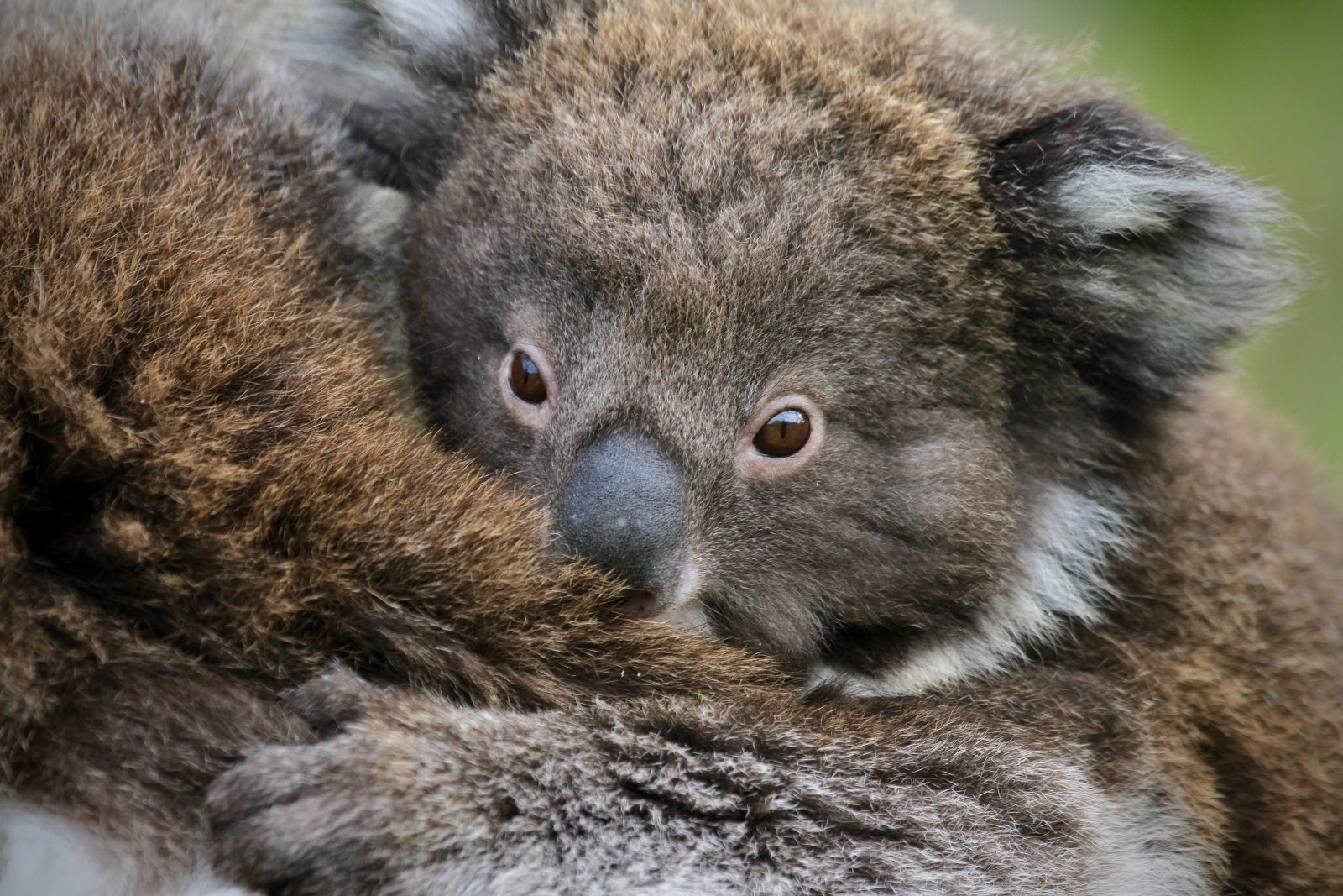 koala-baby-mutters-ruecken-grospitz-westphalen-zorillafilm