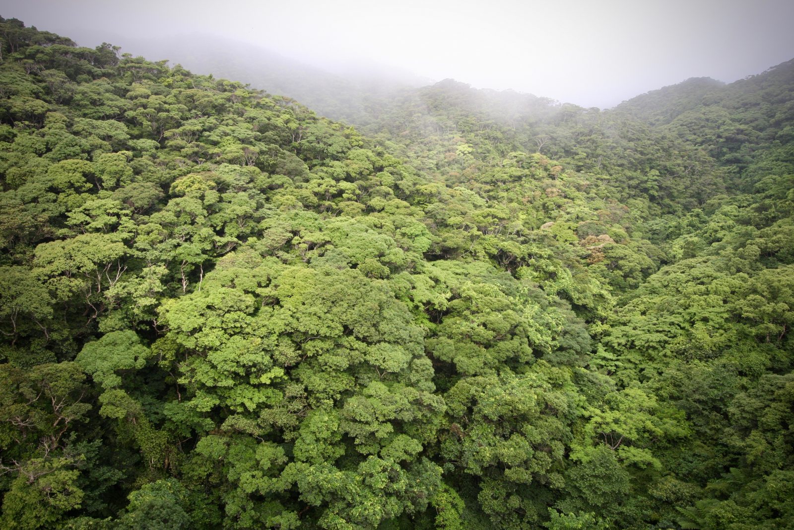 Regenwald Okinawa Japan Zorillafilm Grospitz Westphalen
