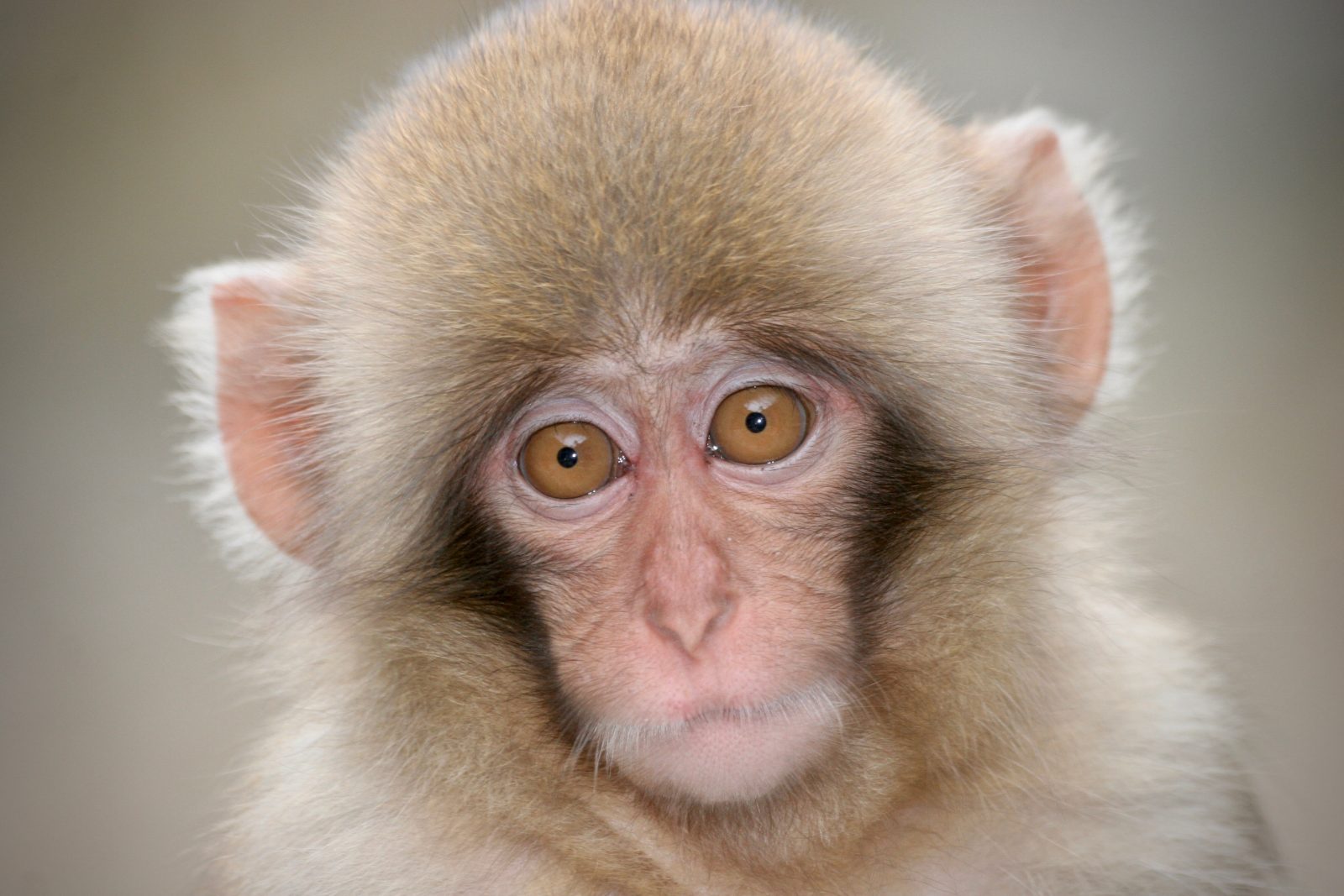 Japanese macaque Zorillafilm