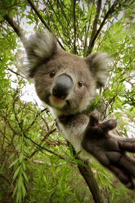 Koalababy