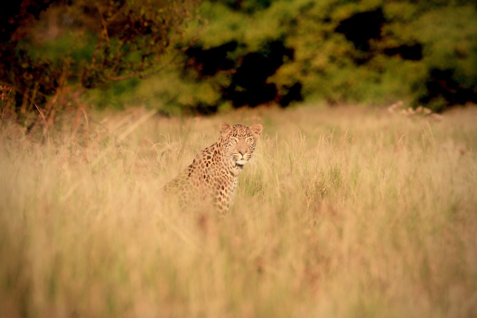Leopard Botswana Zorillafilm