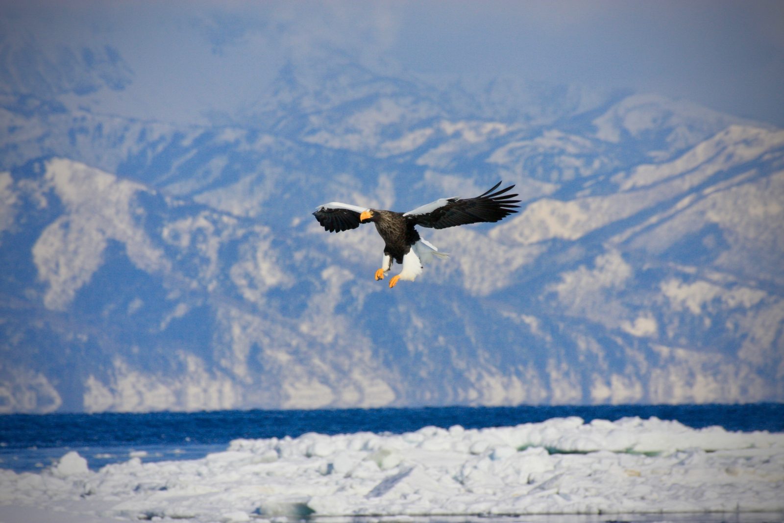Riesenseeadler Hokkaido Winter Japan Zorillafilm
