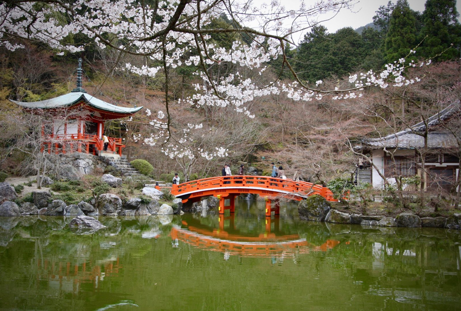 Kyoto Japan Kirschblüte Zorillafilm