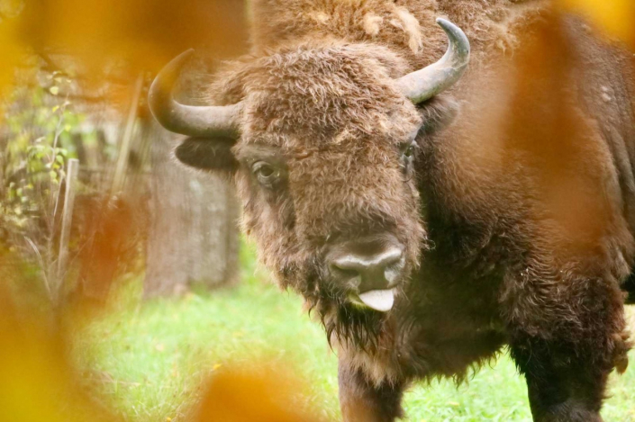 Poland’s wild East